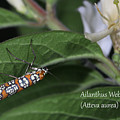 Ailanthus Webworm Moth