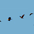 Bald Eagle In Flight