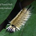 Banded Tussock Moth caterpillar