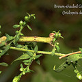 Brown-shaded Gray Moth caterpillar