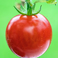 Cherry Tomato