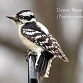 Downy Woodpecker