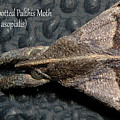 Faint-spotted Palthis Moth - Palthis asopialis