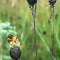 Pearl Crescent on Coneflower Heads.