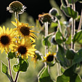 Sunflower Collection - bottom