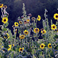 Sunflower Collection - cushions