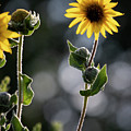 Sunflower Collection - right