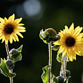 Sunflower Collection - top