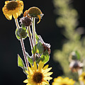 Sunflowers - Left